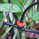 Rion Drip Irrigation Kit