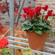 Access 2x3 Wheeled Mini Growhouse Folding Shelves