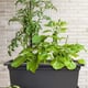 Magnus Self Watering Herb Garden Growing Kits Stone Grey