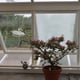 Thorndown Peelable Glass Paint Swan White