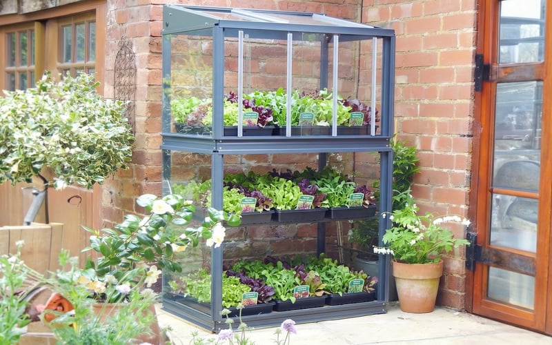 Access City Growhouse 2x3 mini greenhouse in anthracite grey with trays of mixed salad leaves against a brick wall