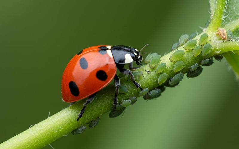 Ladybirds and lacewing larvae controlling aphids on greenhouse plants