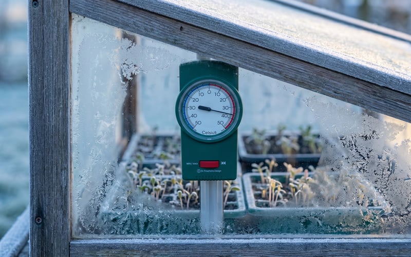 Max-min thermometer inside a frosty cold frame at dawn with seedling trays behind, used for frost watch