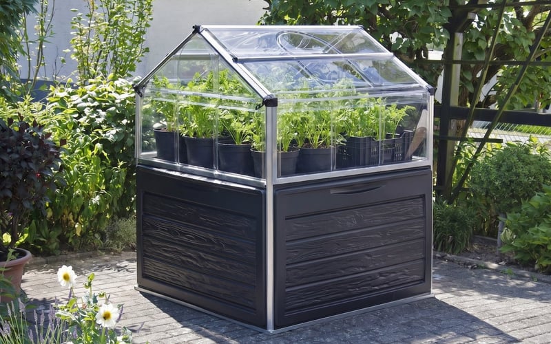Early carrots growing in deep containers inside the Palram Plant Inn raised cold frame