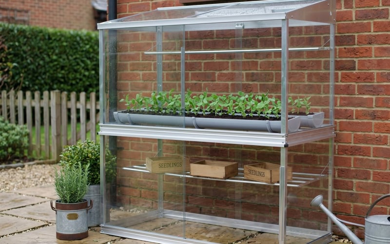 Pea seedlings sown in guttering inside a mini greenhouse for early planting