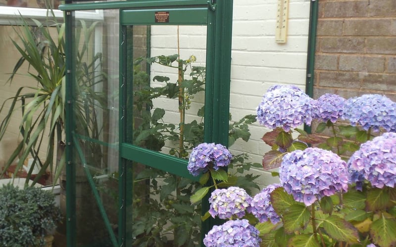Compact aluminium lean-to greenhouse fitted against a house wall in a small UK urban garden