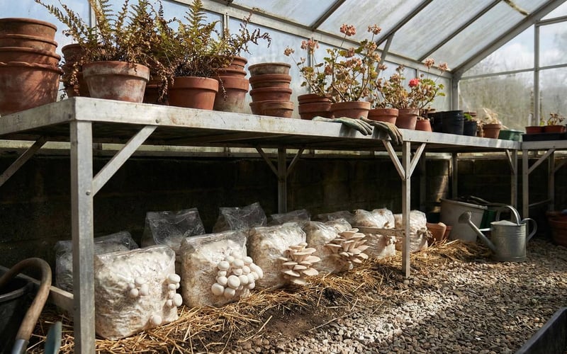 Mushroom growing bags placed under greenhouse staging benches to utilise shaded growing space