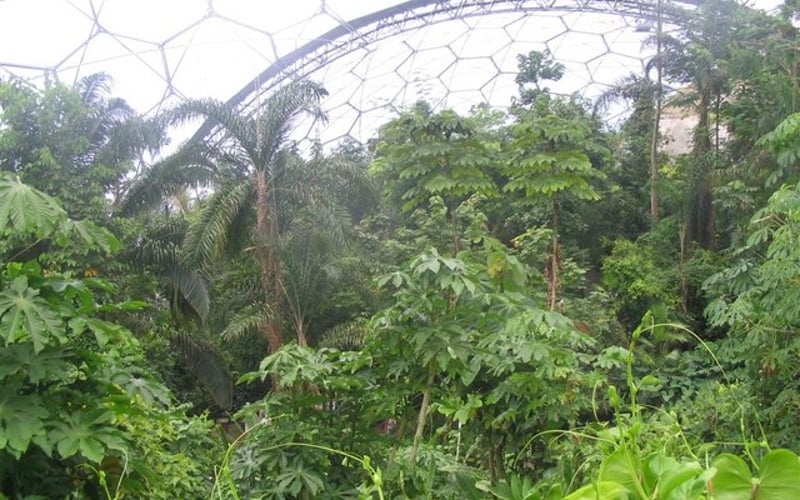 Humid Greenhouse