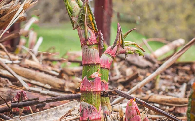 Japanese knotweed red-purple asparagus-like shoots emerging in spring