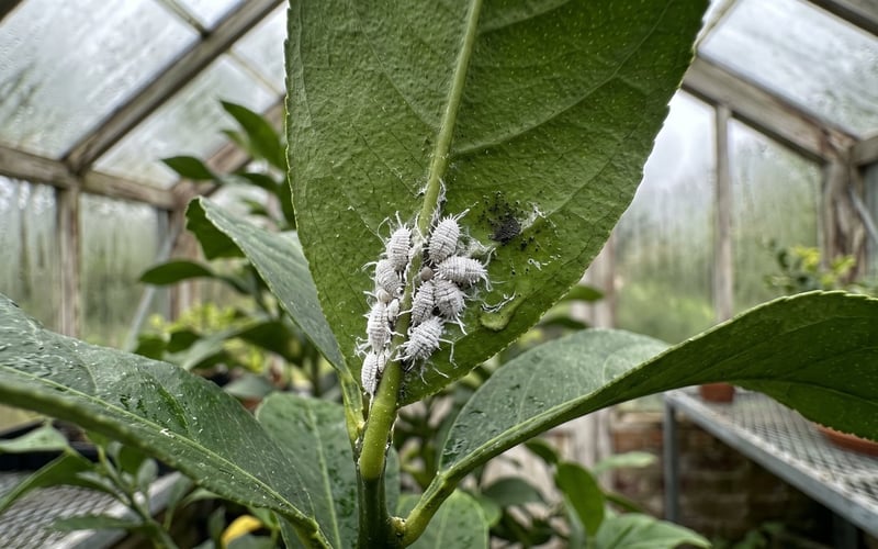 Mealybug colony with white wax and early sooty mould beneath a greenhouse citrus leaf
