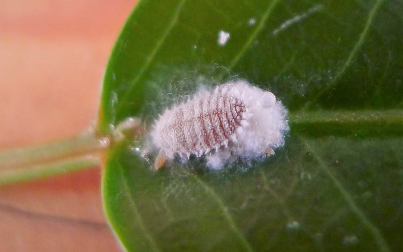 Macro photograph of a citrus mealybug showing its oval segmented body, white wax coating and marginal filaments