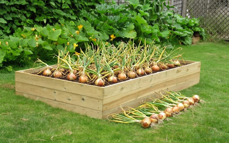 Golden onions ready to lift in an Access 8x4 wooden raised bed in a sunny garden