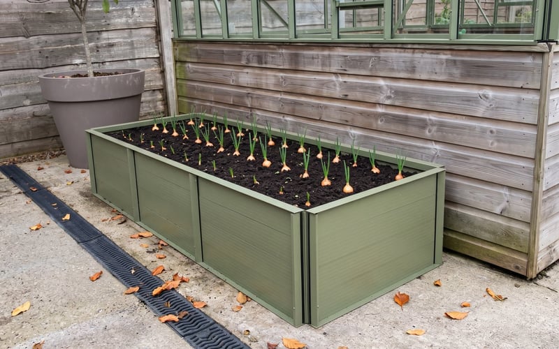 Rows of young onion shoots in an olive Elite Roots and Shoots 2x6 aluminium raised bed in autumn