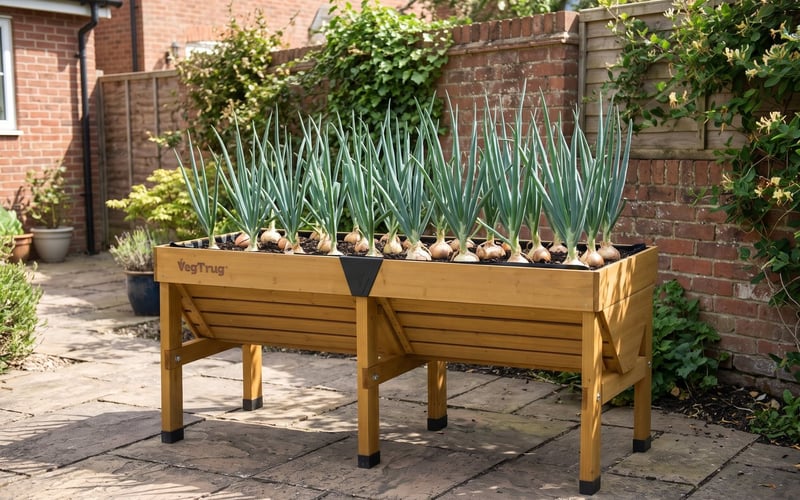 Onions growing in a natural wood VegTrug Classic 1.8m raised planter on a patio