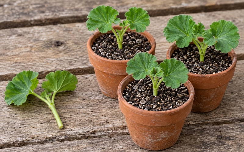Prepared pelargonium tip cutting beside small pots of freshly inserted cuttings