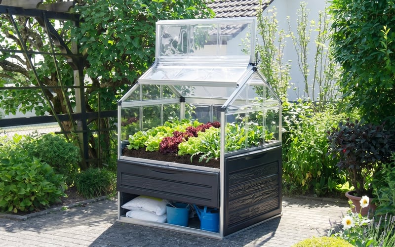 Palram Canopia Plant Inn raised cold frame planted with rows of cut-and-come-again salad leaves