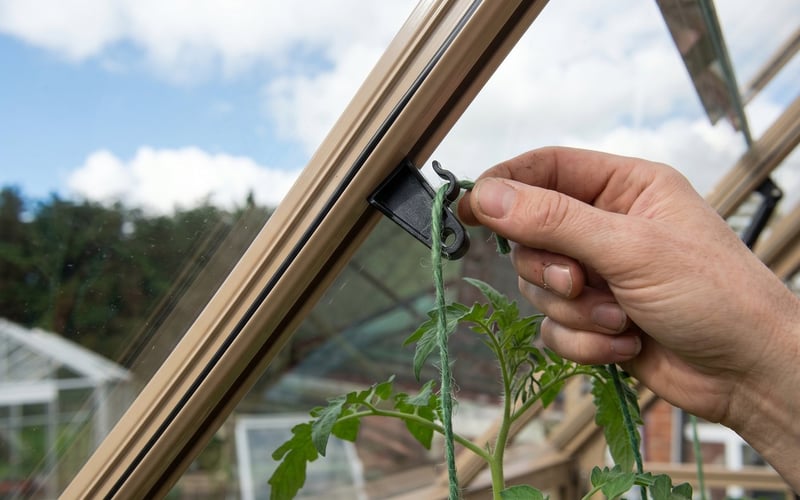 Gardener looping green twine through a black tying eye clipped to a greenhouse glazing bar to train a tomato cordon