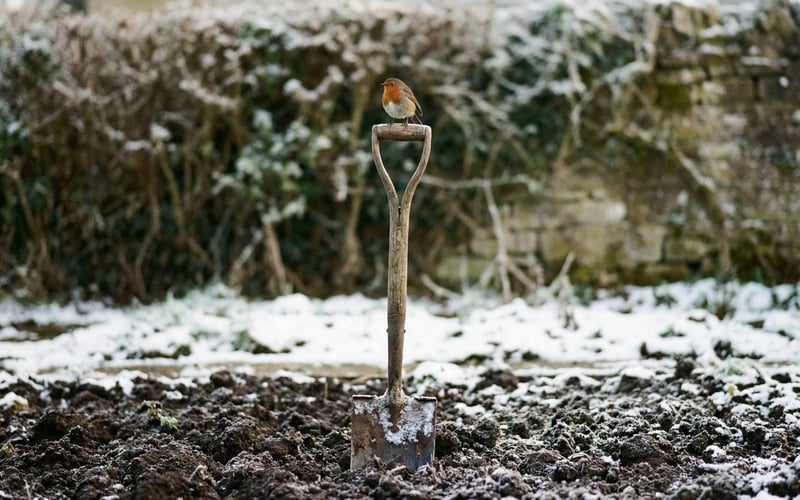 Robin perched on a wooden spade handle in a snowy UK vegetable patch