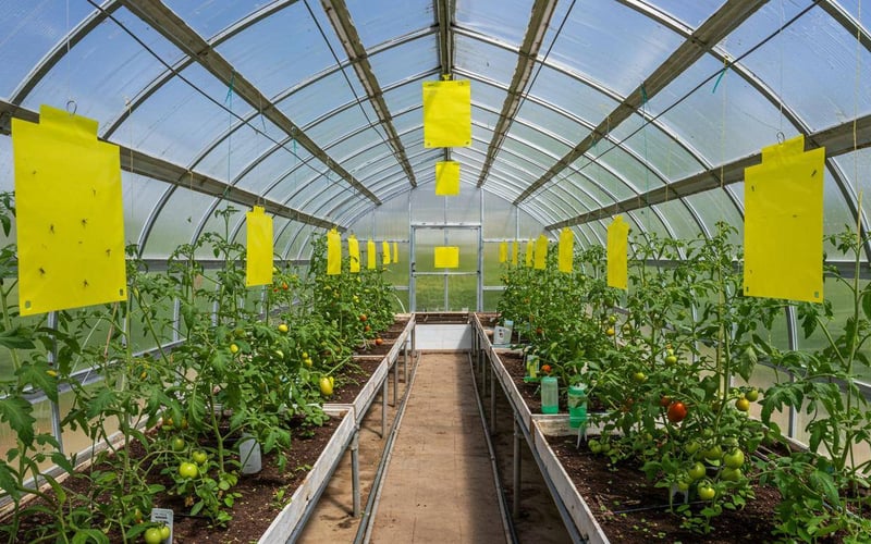 Sticky yellow trap positioned at plant height in a greenhouse for pest monitoring