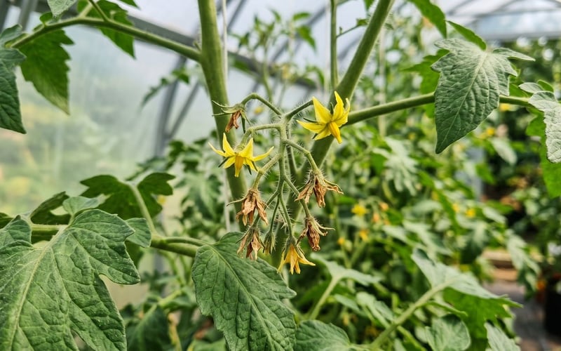 Greenhouse tomato truss with yellow flowers dropping off without setting fruit