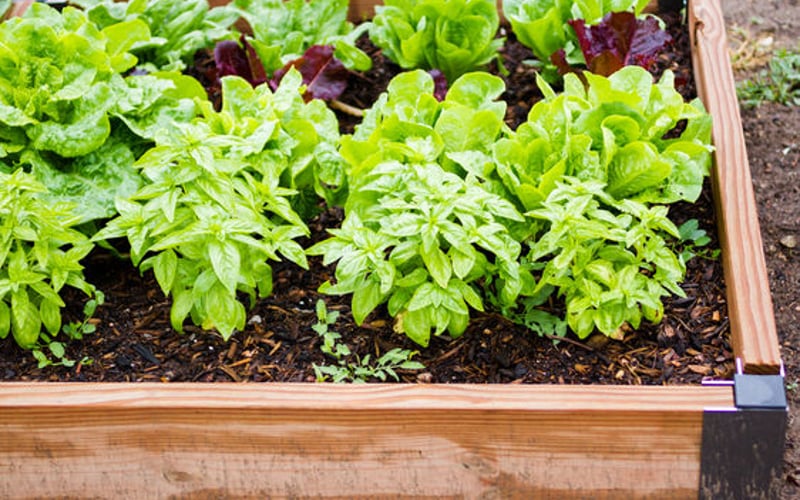 Fresh cut-and-come-again salad leaves in a container on a UK urban patio showing quick-harvest urban gardening