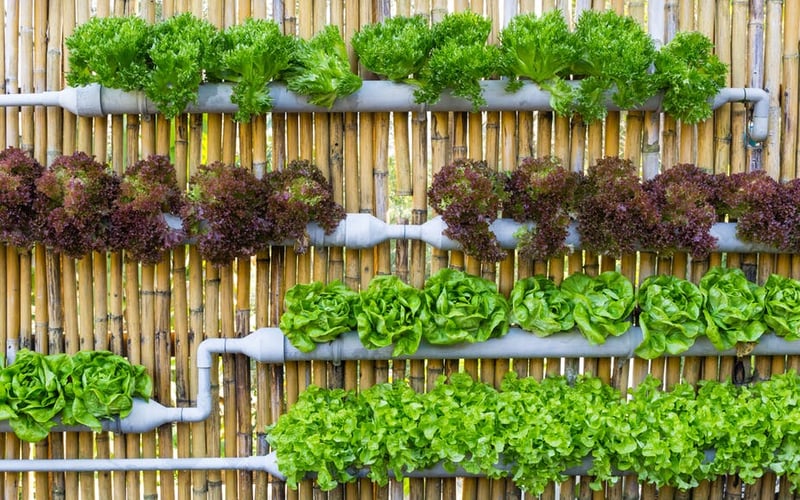 Vertical hydroponic growing system for urban food production with herbs and salad leaves