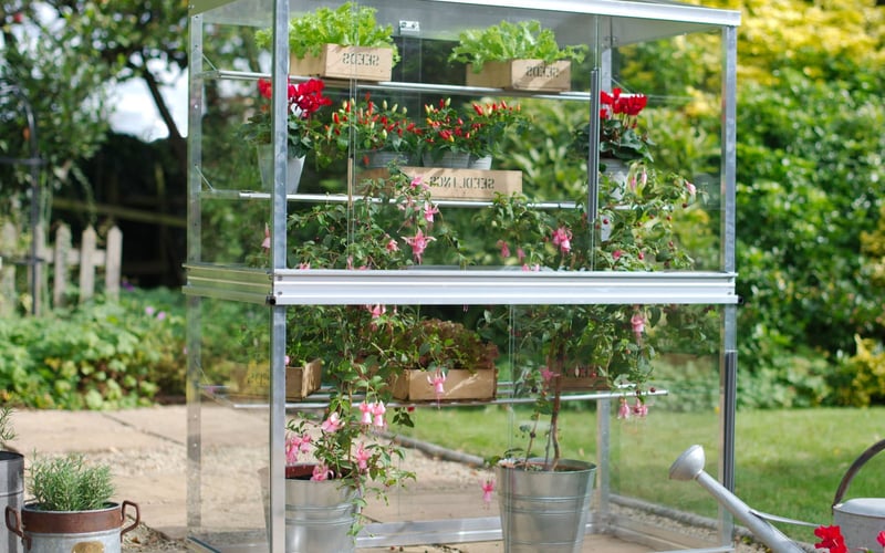 2x4 Access Growhouse holding container plants for routine vine weevil inspection under glass